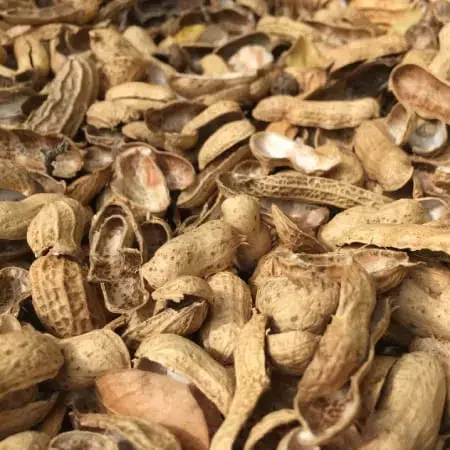 Groundnut Shells